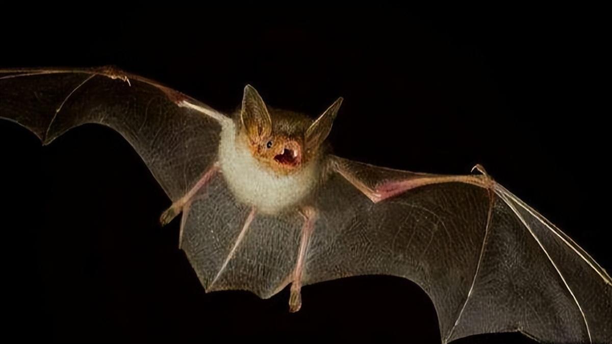 蝙蝠飞到家里是什么预兆（讲解蝙蝠飞进屋里是吉是凶）(图6)