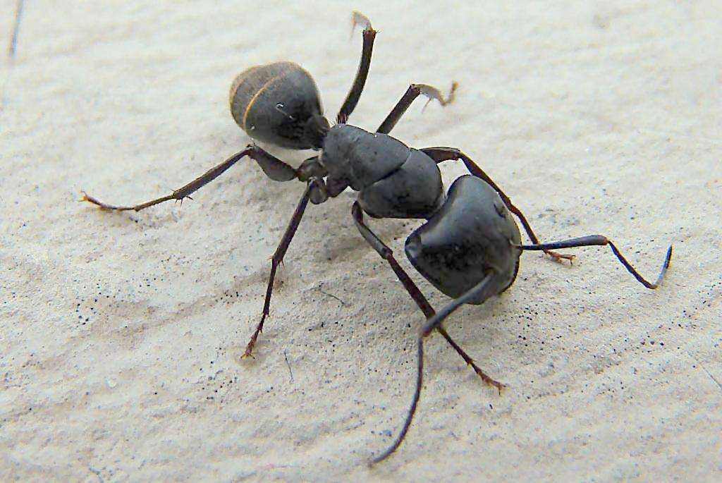 家里有蚂蚁怎么彻底消除（解读角落里撒点粉末几天蚂蚁全消失）(图2)