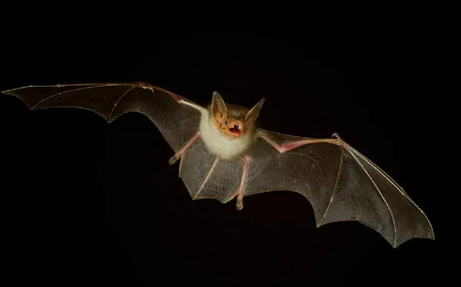 蝙蝠飞到家里是什么预兆（介绍蝙蝠夜进家门是祸是福）(图2)