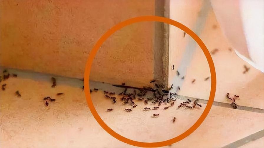 家中有小红蚂蚁怎么消除（解读这4个方法安全又好用）(图1)