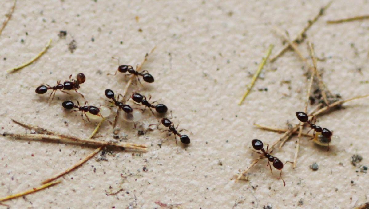 家中有小红蚂蚁怎么消除（解读这4个方法安全又好用）(图2)
