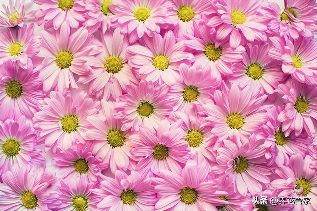 小雏菊的花语和寓意粉色（了解不同颜色雏菊的花语）(图1)