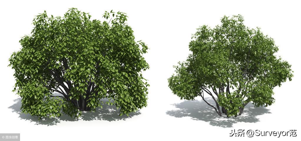 乔木与灌木的区别是什么？（如何分辨乔木灌木两者的差别？）(图2)