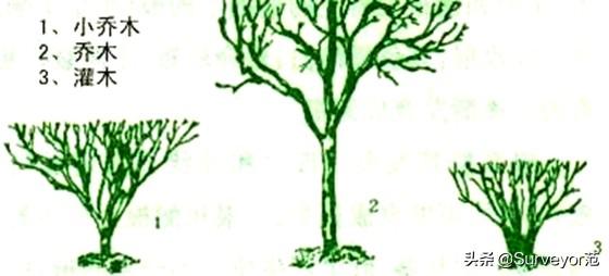 乔木与灌木的区别是什么？（如何分辨乔木灌木两者的差别？）(图3)